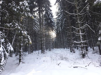 Trees against sky during winter