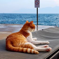Cat sitting in a sea