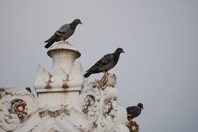 Low angle view of pigeons perching on sculpture