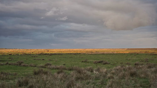 Scenic view of field against sky