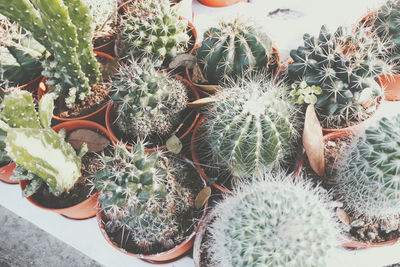 High angle view of succulent plant