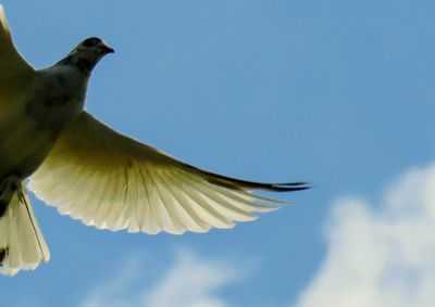 Low angle view of seagull flying in sky