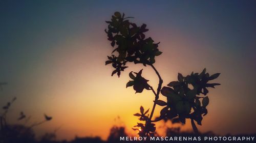 Silhouette of tree against orange sky