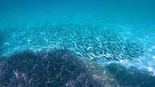 Fish swimming in sea