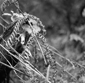 Close-up of dead plant on branch