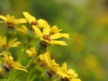 Close-up of yellow flowering plant