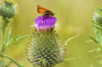 Close-up of butterfly pollinating on thistle