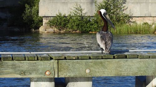 Swan perching on wooden post in lake