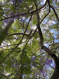 Low angle view of bamboo trees in forest