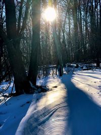 Trees on snow covered landscape