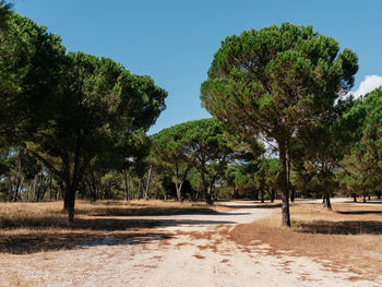 Trees growing by road against sky