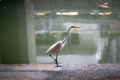 Egret chilling in the concrete jungle in hong kong along the canal bank