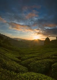 Scenic view of agricultural field against sky during sunset