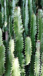 Full frame shot of cactus