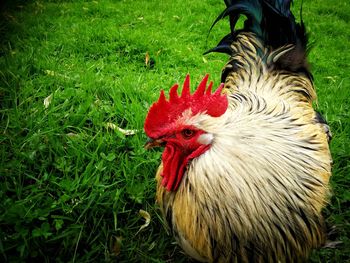 Close-up of rooster on field