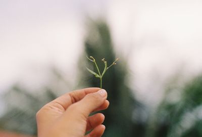 Close-up of hand holding small plant