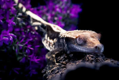 Close-up of lizard