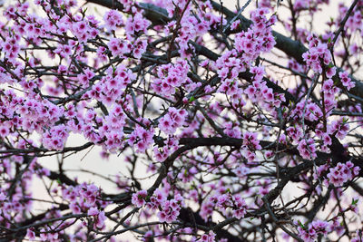 Low angle view of pink flowers on tree