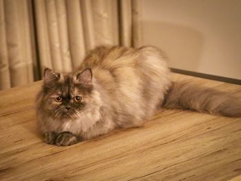 Close-up portrait of cat lying on floor