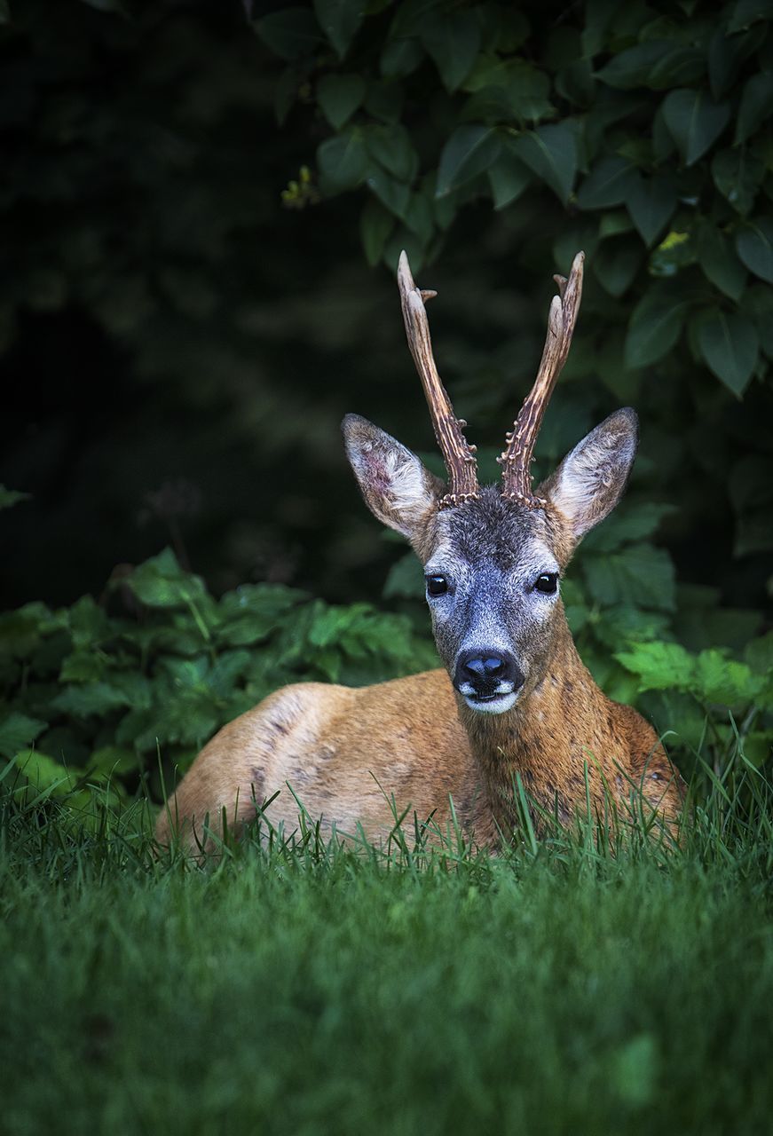 animal, animal themes, one animal, animal wildlife, plant, mammal, deer, animals in the wild, grass, vertebrate, field, green color, land, portrait, no people, nature, selective focus, looking at camera, growth, herbivorous, outdoors