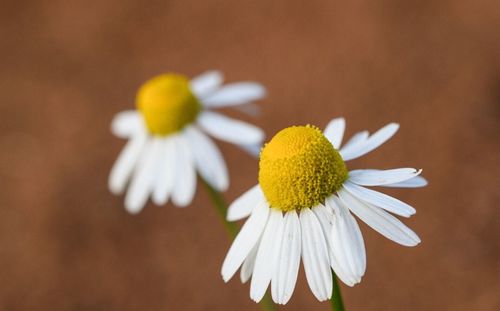 Close-up of white daisy blooming outdoors