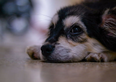 Close-up of dog looking away