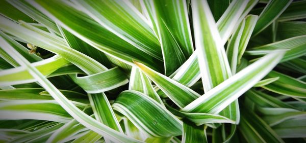 High angle view of green plant