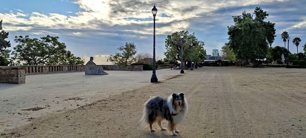 View of dog walking on street