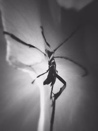 Close-up of insect on wall