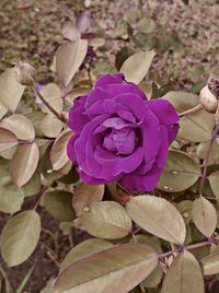 Close-up of pink rose