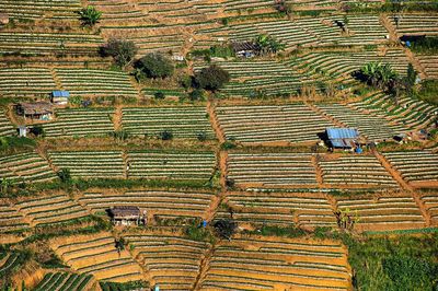Plants growing on field