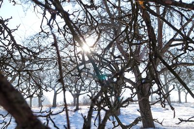 Low angle view of trees against sky