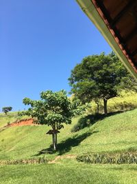 Low angle view of tree on field against clear blue sky