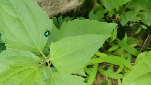 Close-up of insect on leaf