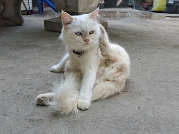 pet