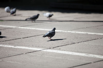Bird perching on floor