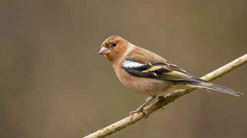 Close-up of bird perching on branch