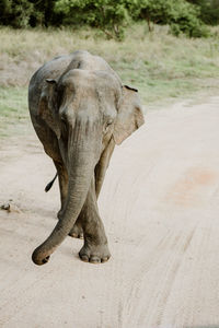 Elephant walking on dirt road