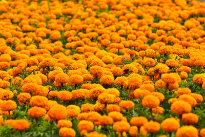 Close-up of fresh orange flowers blooming in field