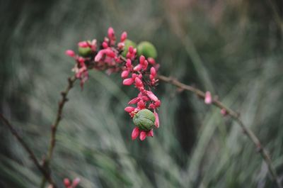 Close-up of pink flowering plant