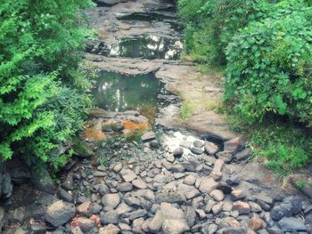 Narrow stream along trees