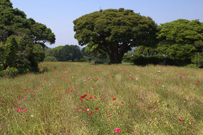 Scenic view of field against clear sky