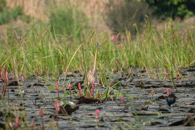View of birds in lake