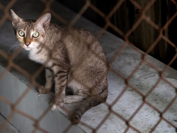 A cat looking at the camera, wire mesh sieve, fence wire mesh in the foreground.