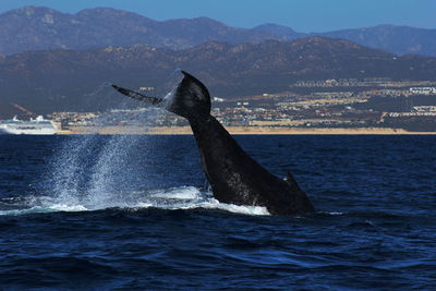 Whale in sea