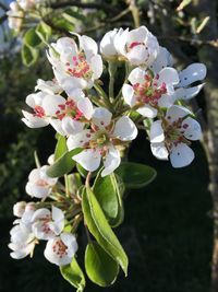 Close-up of white flowers blooming on tree