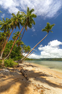 Palm trees on beach against sky