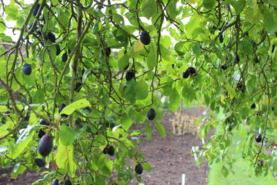 Plants growing in vineyard