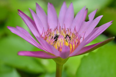 Close-up of pink flower