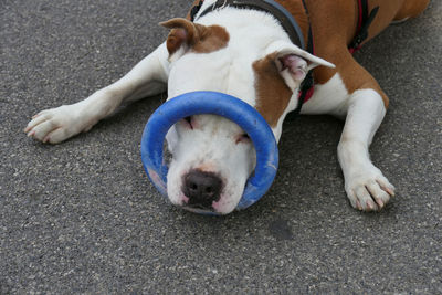 High angle view of dog sleeping on footpath